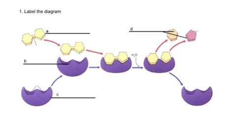 Enzymes Diagram Quizlet