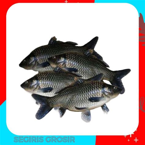 Jual Ikan Mas Segar 1KG Shopee Indonesia