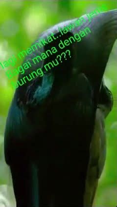 Seni Memikat Lawan Jenis Bagai Mana Dengan Burung Mu Na7chanel