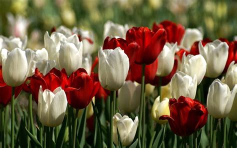 Red And White Tulips Red Flower Nature White Tulip Hd Wallpaper