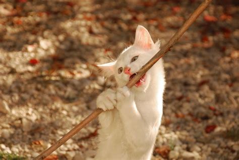 Flauschige Energieb Ndel Wochen Alte Katzen