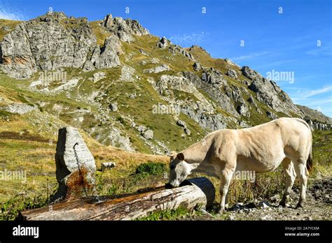 Abreuvoir Dans Les Alpes Banque De Photographies Et Dimages Haute