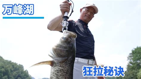 【鄧剛釣魚】萬峰湖翹嘴連竿的“小秘密”，萬能餌料狂拉不斷 Youtube