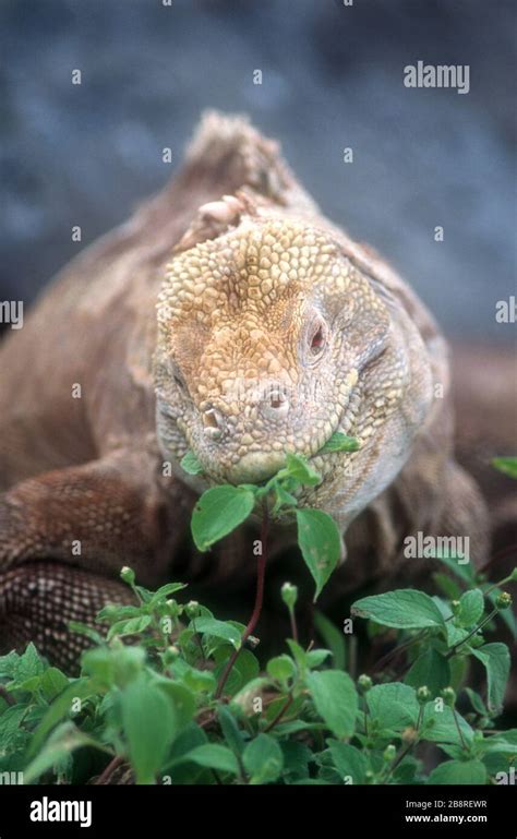 América del Sur Ecuador Islas Galápagos vida silvestre aves Iguana