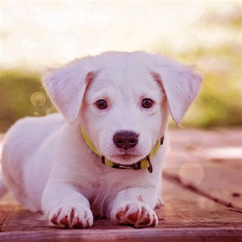 Download Dog Cute Puppy Animal Pfp