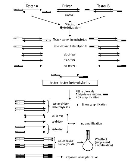 Suppression Subtractive Hybridization Ssh