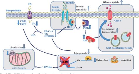 Figure From The Role Of Stearoyl Coa Desaturase In The Regulation Of