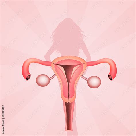 Female Genitals Stock Illustration Adobe Stock