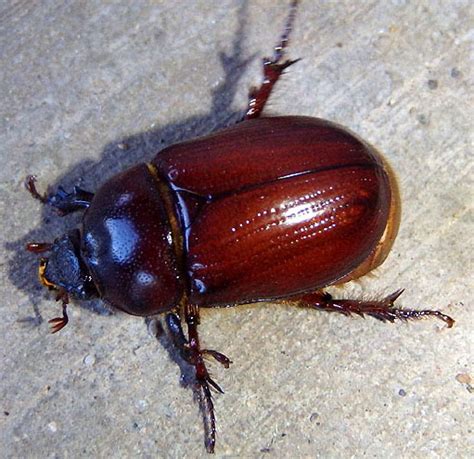 Reddish June Beetle Oxygrylius Ruginasus Bugguidenet