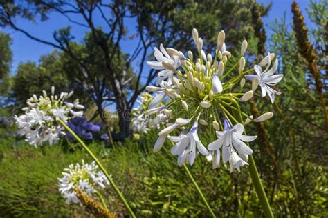 Agapanthus Praecox Stock Image Image Of South Petals