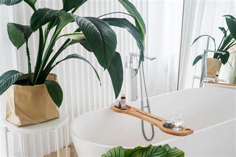 The Best Plants For Bathroom: Create A Relaxing Atmosphere