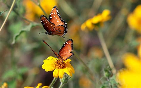 El color de las mariposas envía mensajes Bióloga explica El Sol de