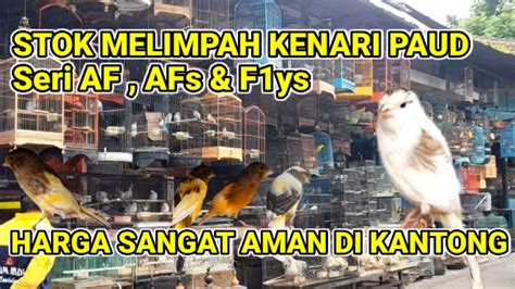 Stok Melimpah Paud Kenari Seri Af Afs F1ys Dengan Harga Merakyat