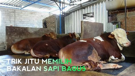 CARA MEMILIH BAKALAN SAPI YANG BAGUS DI JADIKAN BISNIS PENGGEMUKAN