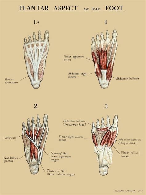 Foot Muscles Poster Plantar Aspect - Etsy