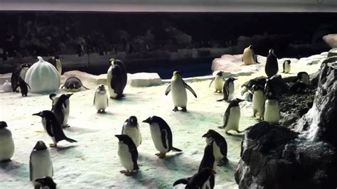 Seaworld Penguin Encounter San Diego Youtube