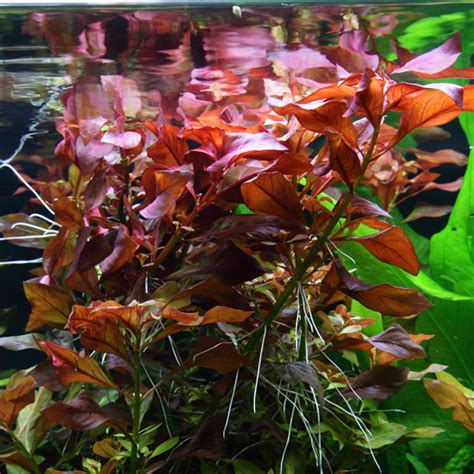 Ludwigia Rubin Aquasabi Aquascaping Shop