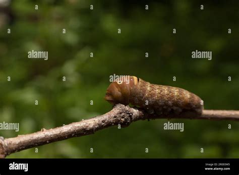 Eastern Tiger Swallowtail Caterpillar Stock Photo - Alamy