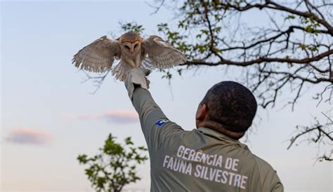 Sema Recebeu Mais De Mil Animais Silvestres Resgatados Em