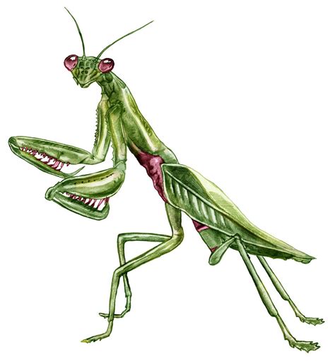 Praying Mantis By Christopherolson On Deviantart