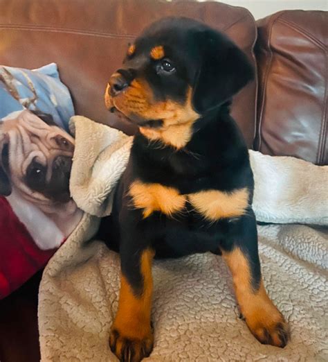 FRMALE GERMAN ROTTWEILER PUPPIES | Dogs & Puppies for Rehoming ...