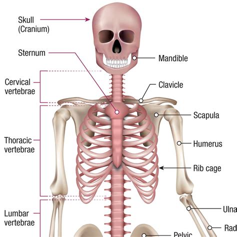 Skeletal System Diagram : File Human Skeleton Front En Svg Wikimedia ...