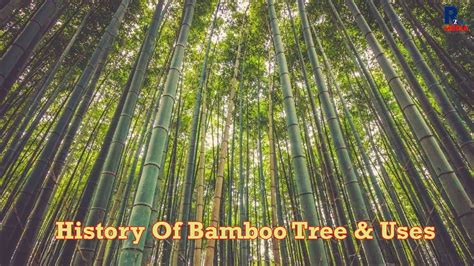 History Of Bamboo Tree Uses Bamboo Natural Forest Youtube