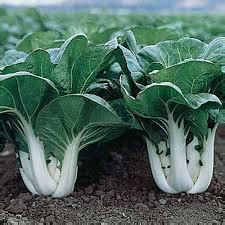 Pak Choi White Stem Local Seeds