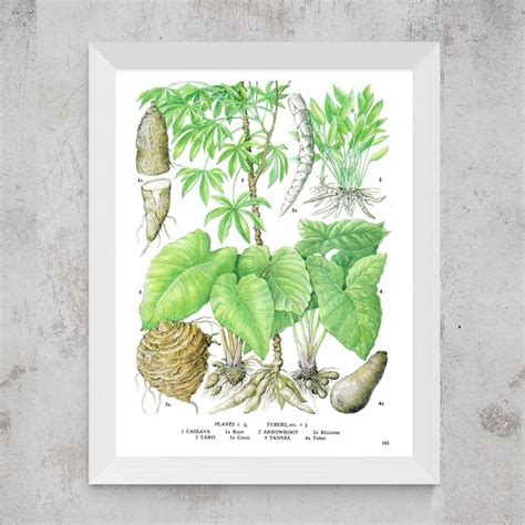 Unframed Vintage Vegetable Print For Wall Art Cassava Taro Arrowroot