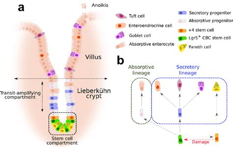 Schematic Representation Of The Intestinal Epithelium And The Hierarchy