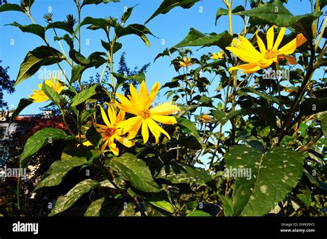 Jerusalem Artichoke Flowers Stock Photo Alamy