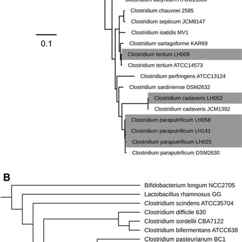 A 16s Rrna Maximum Likelihood Ml Phylogenetic Tree Of 19 Species Download Scientific