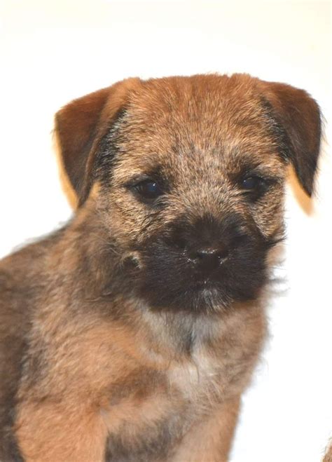 Chiot Elevage D Imyrrha Eleveur De Chiens Border Terrier