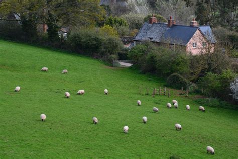 West Somerset Grassy Field Sheep Lewis Clarke Cc By Sa 2 0