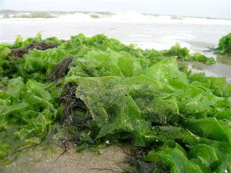 Sea Lettuce Seaweed Ulva Lactuca Identification