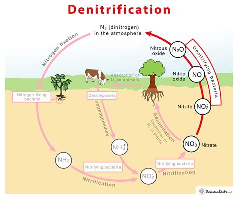 Ammonification Nitrogen Cycle