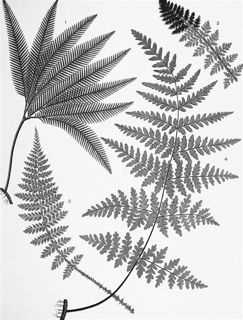 Fern Leaf Drawing at GetDrawings | Free download