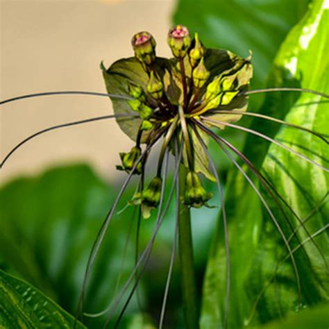 Chuxay Garden Tacca Leontopetaloides Semillas De Flor De Murci Lago