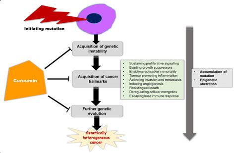 Curcumin targets the different phases of carcinogenesis pathway.... | Download Scientific Diagram