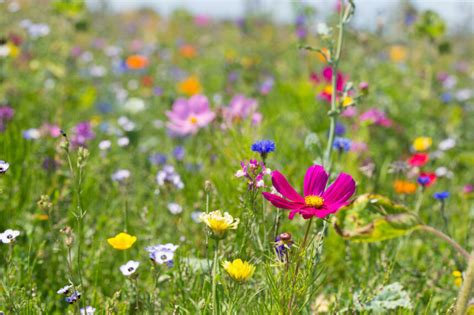 Blumeninsel Mainau Darum Lohnt Es Sich Sie Zu Besuchen