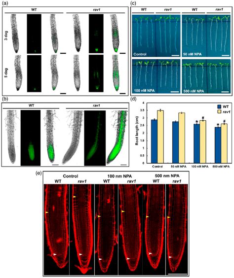 Auxin Transport And Response In The Roots Of Rav1 Plants A