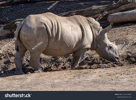 White Rhino Horn Shown Profile Stock Photo 2153750561 | Shutterstock