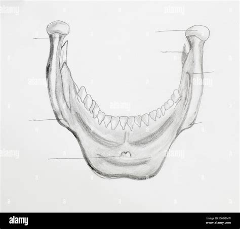 Detail of mandible pencil drawing on white paper Stock Photo - Alamy