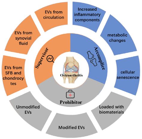 EVs in the pathogenesis, diagnosis, and treatment of osteoarthritis ...