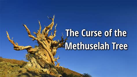 Methuselah Tree Oldest Tree In The World Documentary