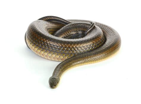 Black water snake stock photo. Image of reptilian, background - 8268354