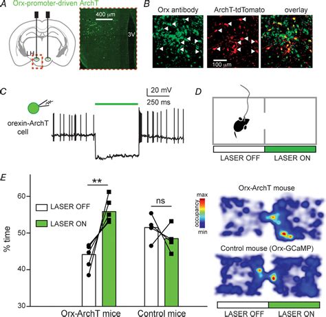 Orexin Neurons And Inhibitory Agrporexin Circuits Guide Spatial