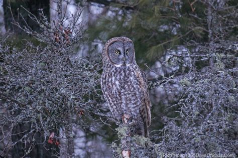 Snow Squall Great Gray Owl | 365 Days of Birds