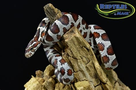 Miami Phase Corn Snake For Sale At Reptiles By Mack Corn Snakes For