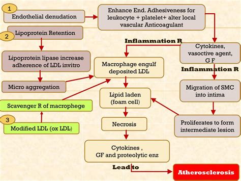 Ppt Atherosclerosis Powerpoint Presentation Free Download Id 3509436